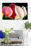 Lillies in a Gaggle