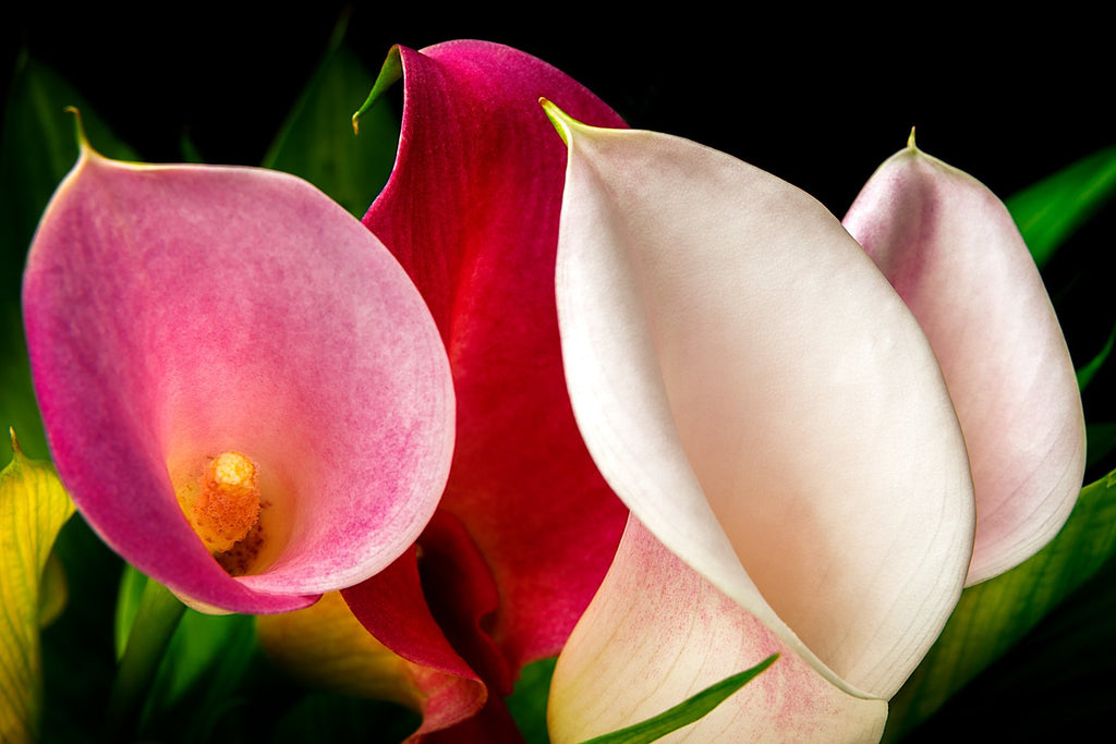 Lillies in a Gaggle