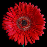 Super Duper Daisy