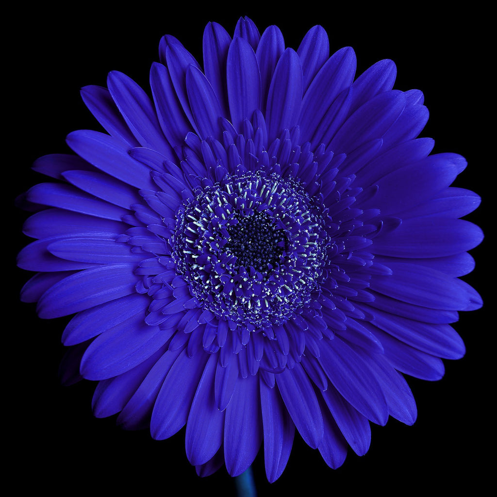 Super Duper Daisy