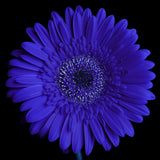 Super Duper Daisy