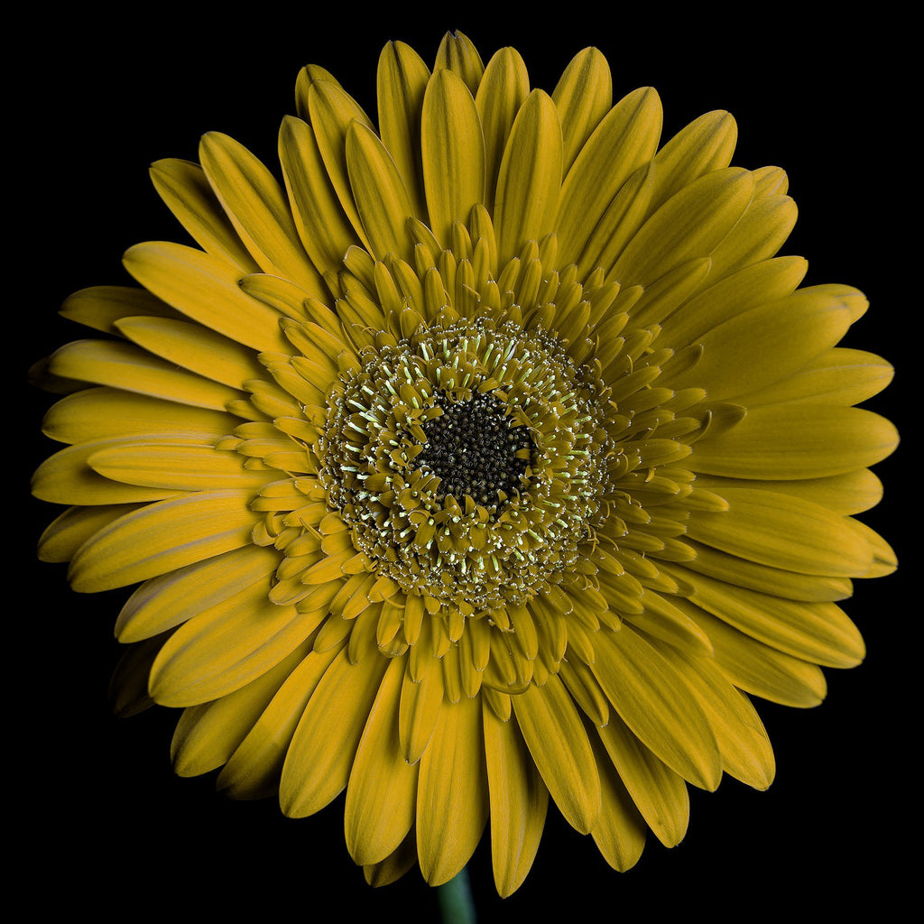 Super Duper Daisy