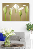 Calla Lillie's at Attention