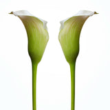 Calla Lillie's Perfect Pair