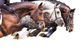 Horse Jump Trio on White