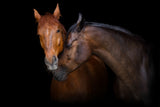 Nuzzle and Neigh