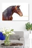 Lovely Horse with Long Mane