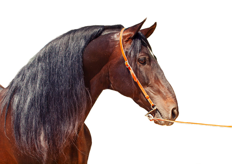 Lovely Horse with Long Mane