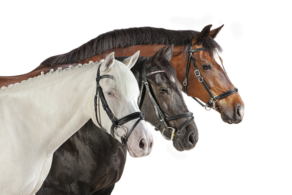 Horse Trio from Right