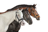 Horse Trio from Right
