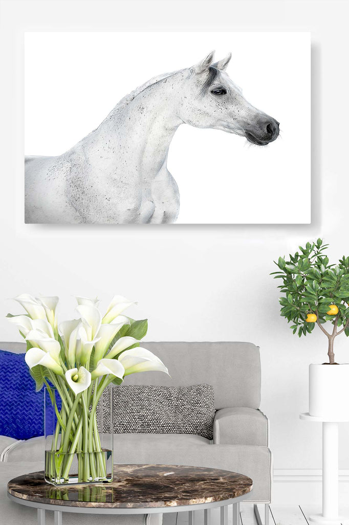 White Horse Profile on White