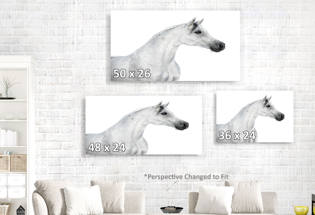 White Horse Profile on White