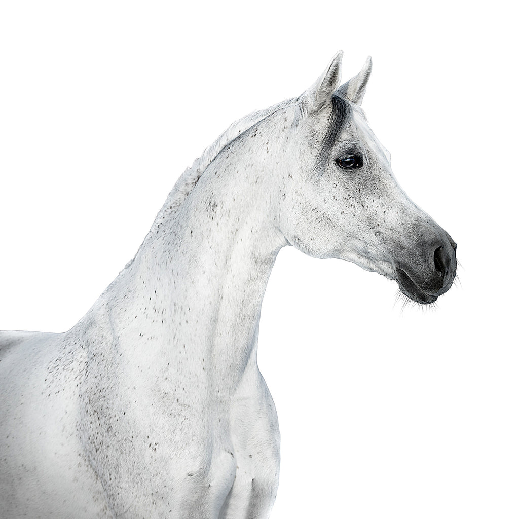 White Horse Profile on White