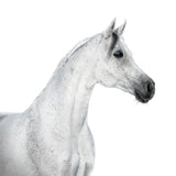 White Horse Profile on White