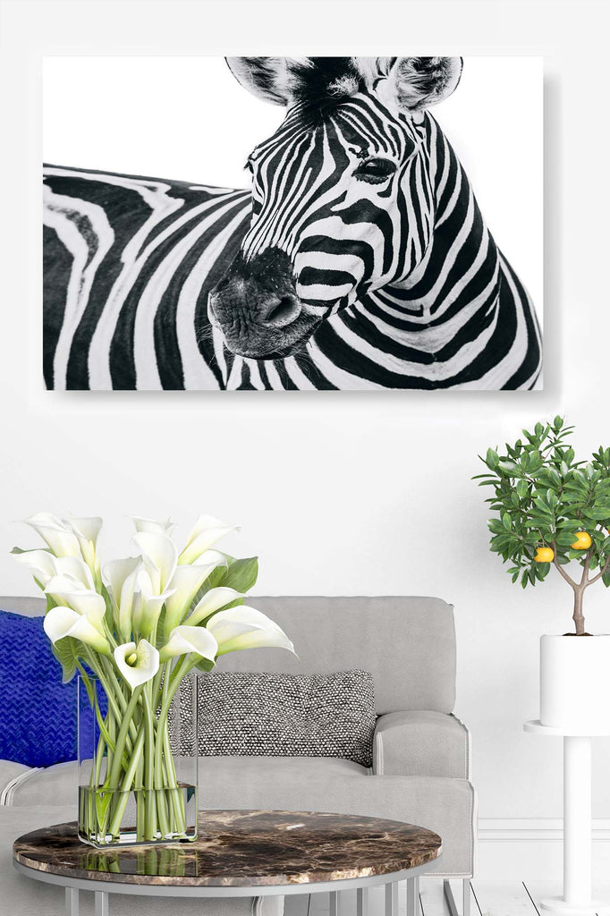 Zebra on White