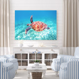 Sea Turtle Fly-By