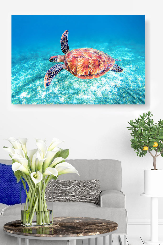 Sea Turtle Fly-By