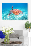 Sea Turtle Fly-By