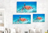 Sea Turtle Fly-By