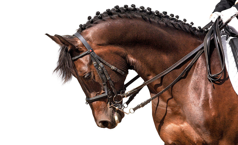 Posing Pony Profile
