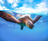 Turtle Diver