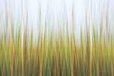 Soft Seagrass