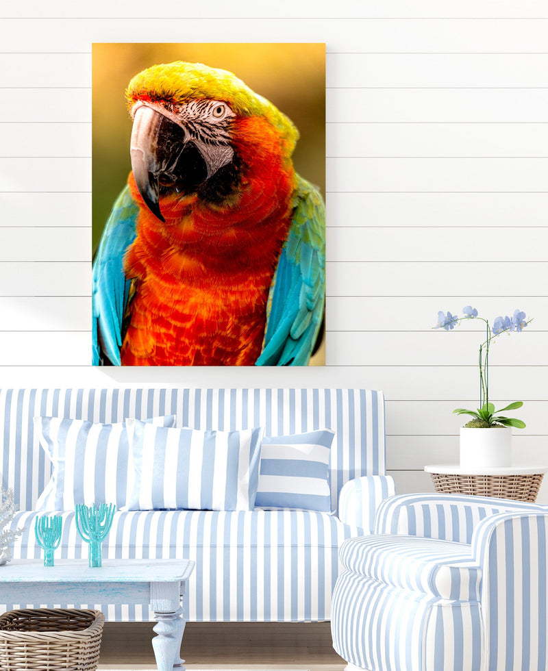 Colorful Parrot in the Evening Sun