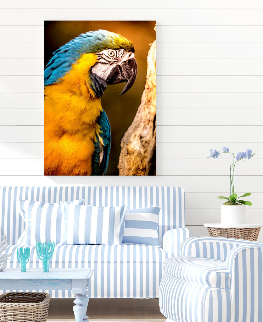 Colorful Blue & Yellow Parrot in the Evening Sun