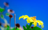 Yellow Flower on Deep Blue Sky with Bee