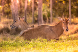 Relaxing Deer Pair at Sunset in the Tall Grass