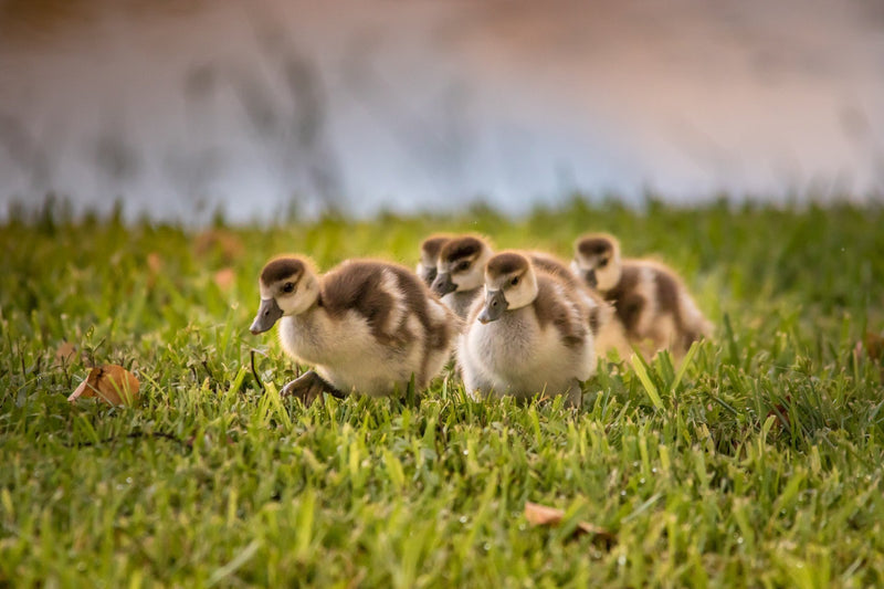  ducklings Wall Art waiting room vibrant twilight sunset twilight sunset sunrise relaxing reflective prints peaceful Office lake golden family ducks cute curious couple colorful Canvas art animal prints adorable