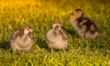 Adorable Ducklings Curiously Peer Back at the Camera