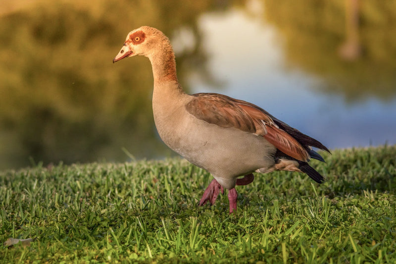  profile feathers handsome Wall Art waiting room vibrant twilight sunset twilight sunset sunrise relaxing reflective prints peaceful Office lake golden family ducks cute curious couple colorful Canvas art animal prints adorable