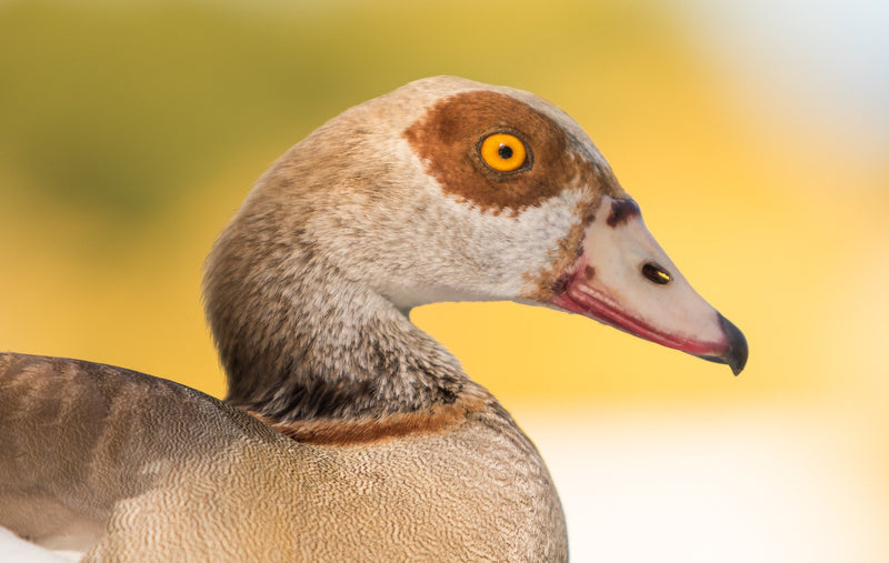      golden hour     feather     Wall Art     waiting room     vibrant     twilight sunset     twilight     sunset     sunrise     relaxing     reflective     profile     prints     peaceful     Office     lake     handsome     golden     feathers     ducks     cute     curious     colorful     Canvas     art     animal prints     adorable