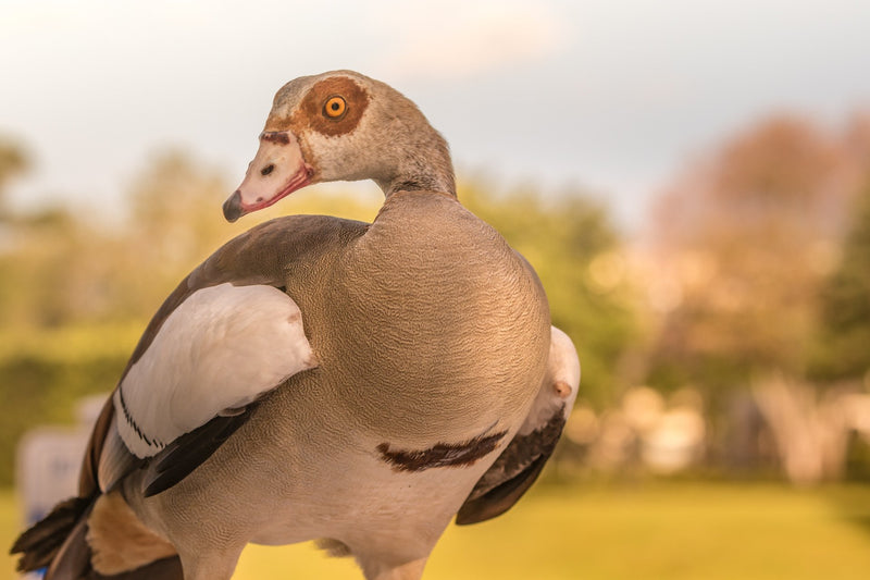  Wall Art waiting room vibrant twilight sunset twilight sunset sunrise relaxing reflective profile prints peaceful Office lake handsome golden hour golden feathers feather ducks cute curious colorful Canvas art animal prints adorab