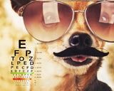 Conversation Inspiring Cute Dog in New Glasses with Snellen Eye Chart