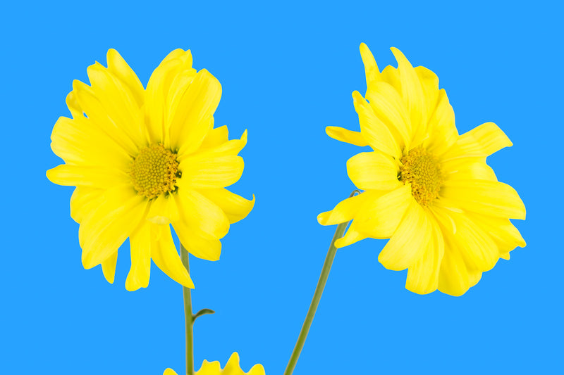 sky, blue,  Wall Art waiting room vibrant relaxing prints pair on white office art Office metal print isolated home office happy flower floral daisy daisies colorful cheery canvas print Canvas art airy