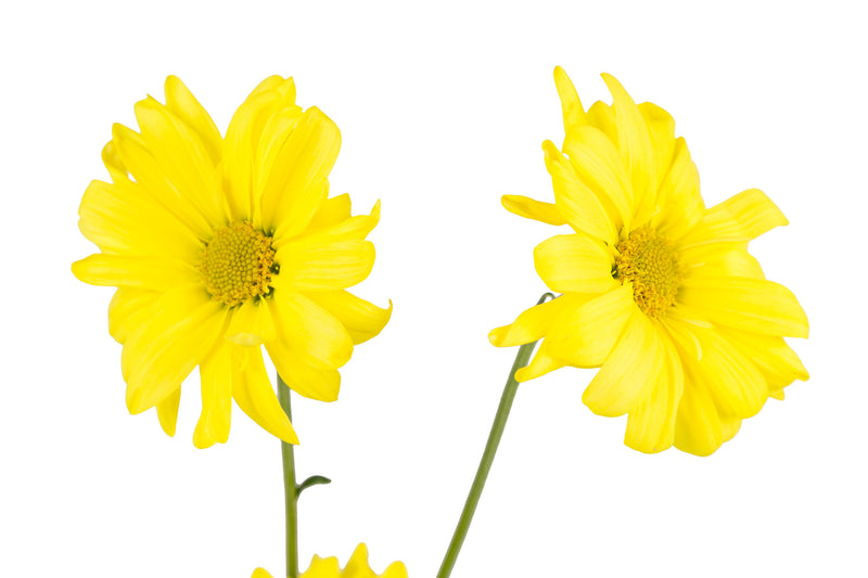      cheery     happy     airy     yellow     pair     daisies     daisy     Wall Art     waiting room     vibrant     relaxing     prints     on white     office art     Office     metal print     isolated     home office     flower     floral     colorful     canvas print     Canvas     art