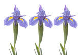 Blue Iris Platoon