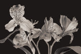 black and white, iris, selenium,  Wall Art waiting room vibrant sparkling relaxing red roses red prints pink on white olive office art Office metal print isolated iris home office happy green flower floral dark green colorful cheery canvas print Canvas bundle bunch bright bouquet black and white black art airy