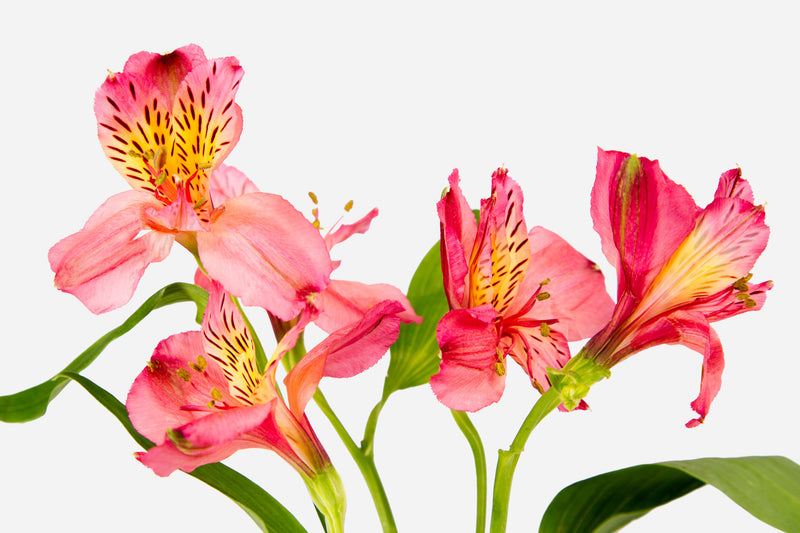 iris,  Wall Art waiting room vibrant sparkling relaxing red roses red prints pink on white olive office art Office metal print isolated iris home office happy green flower floral dark green colorful cheery canvas print Canvas bundle bunch bright bouquet black and white black art airy