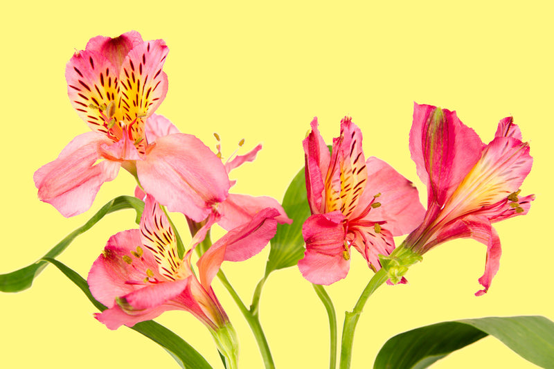 iris, yellow,  Wall Art waiting room vibrant sparkling relaxing red roses red prints pink on white olive office art Office metal print isolated iris home office happy green flower floral dark green colorful cheery canvas print Canvas bundle bunch bright bouquet black and white black art airy