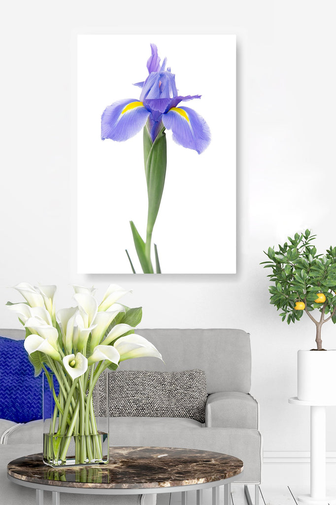 Classic Blue Iris – iDesign Gallery