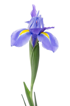 Classic Blue Iris