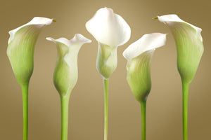 Calla Lillie's at Attention