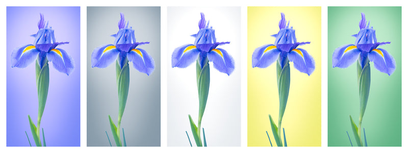 Colorful Iris Platoon - FIVE Panel