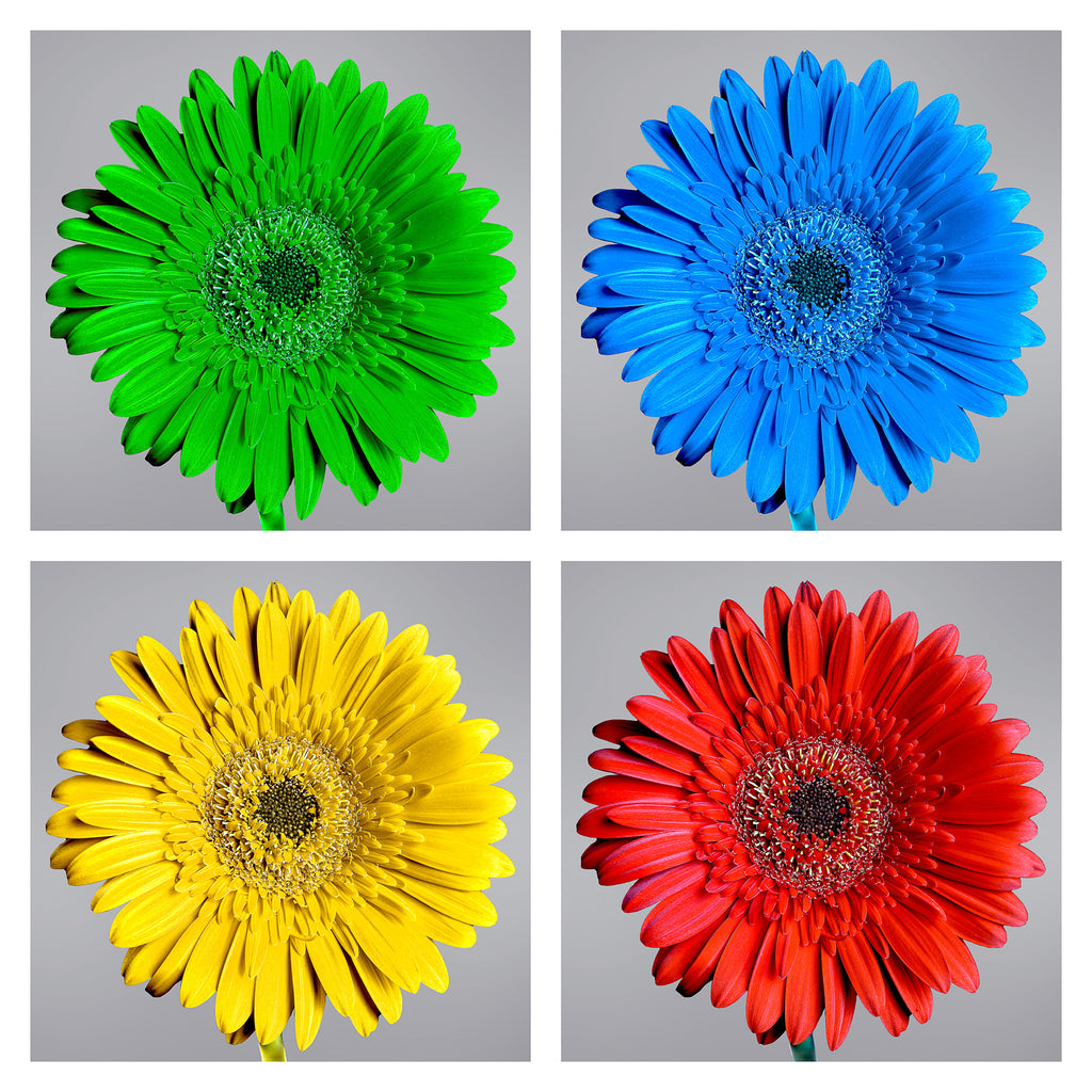 daisy print,  FOUR panel colorful layout, one daisy on each panel. Super sized daisy in several colors. 