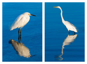 matching egrets in beautiful deep blue water