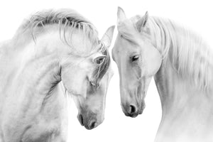 Horses, Horse head, black and white, Canvas, gallery wrapped, wall decor, wall art