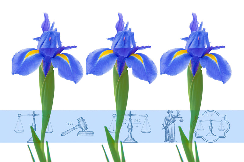 blue on white isolated Wall Art waiting room transparency scales of justice scales Office modern metal legal scales legal icons legal graphic legal balance legal lawyer office law justice is blind justice Iris graphic flowers colorful Canvas bright blue balance art airy